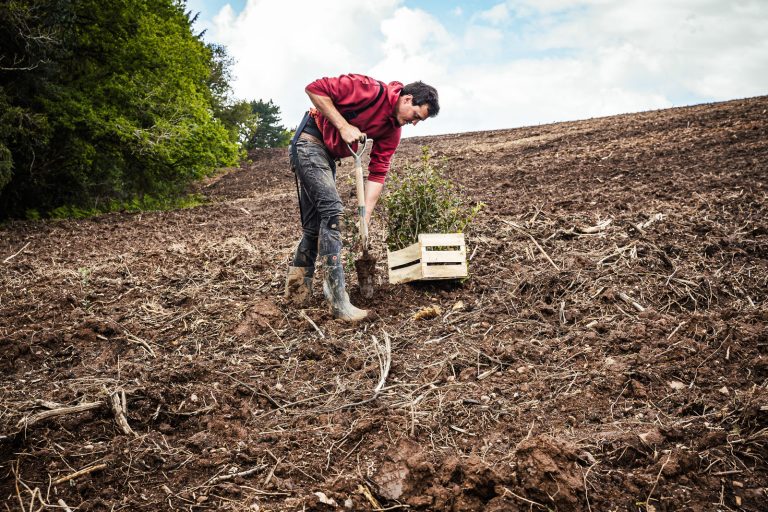 Plantation d'une nouvelle forêt